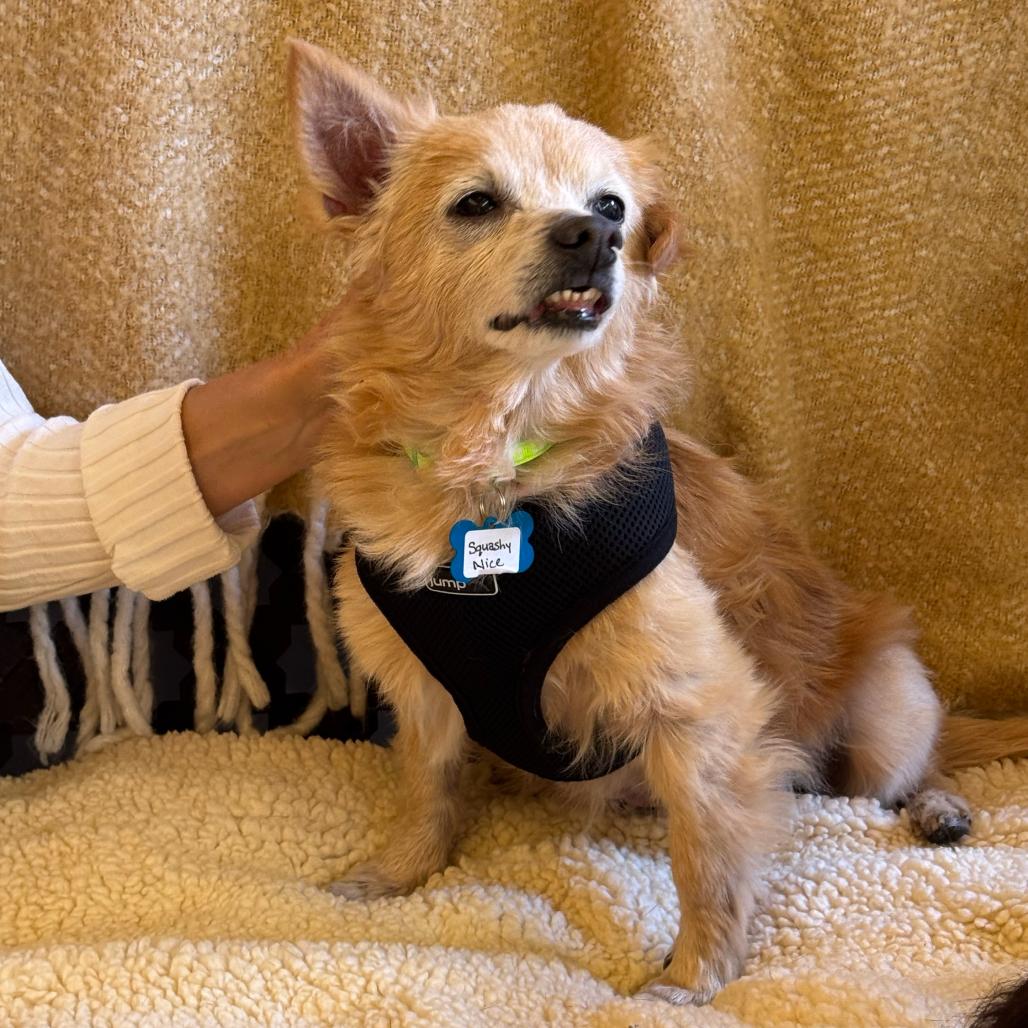 Enlarge Squashy Nice 13449, a Adoptable mixed breed in San Francisco, CA image 3/6