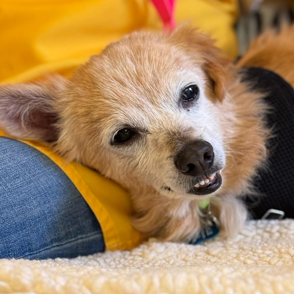 Enlarge Squashy Nice 13449, a Adoptable mixed breed in San Francisco, CA image 4/6
