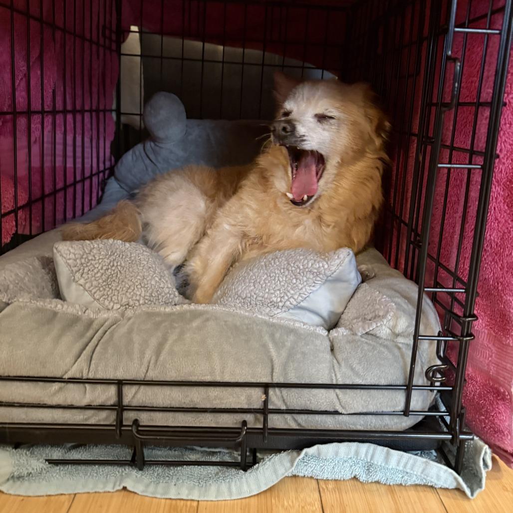 Enlarge Squashy Nice 13449, a Adoptable mixed breed in San Francisco, CA image 6/6