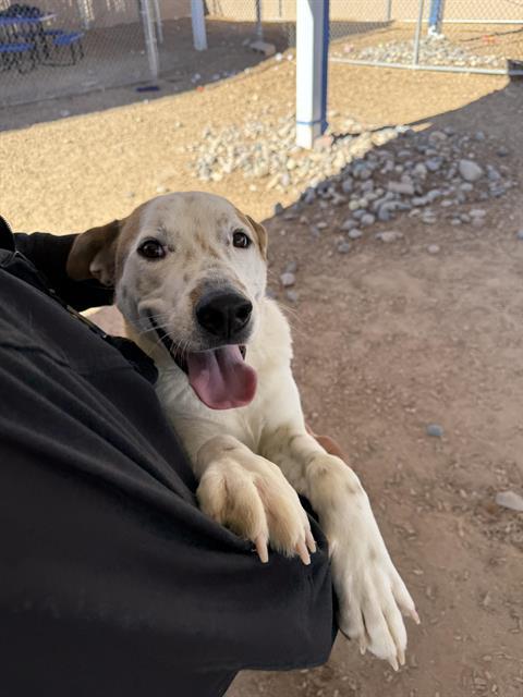 Enlarge NOAH, a Adoptable mixed breed in Albuquerque, NM image 1/1