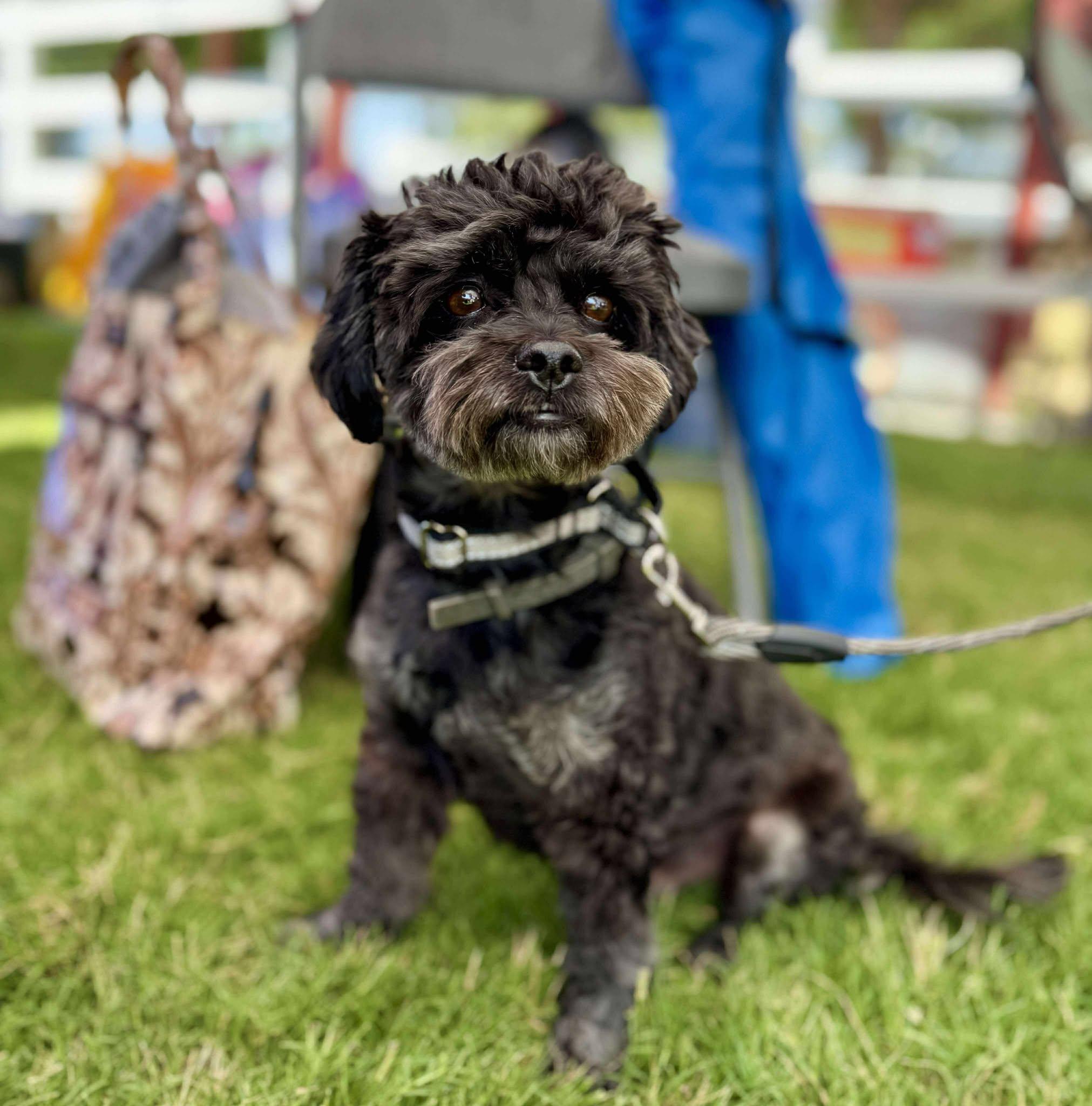 Punky, Adult Male Miniature Schnauzer