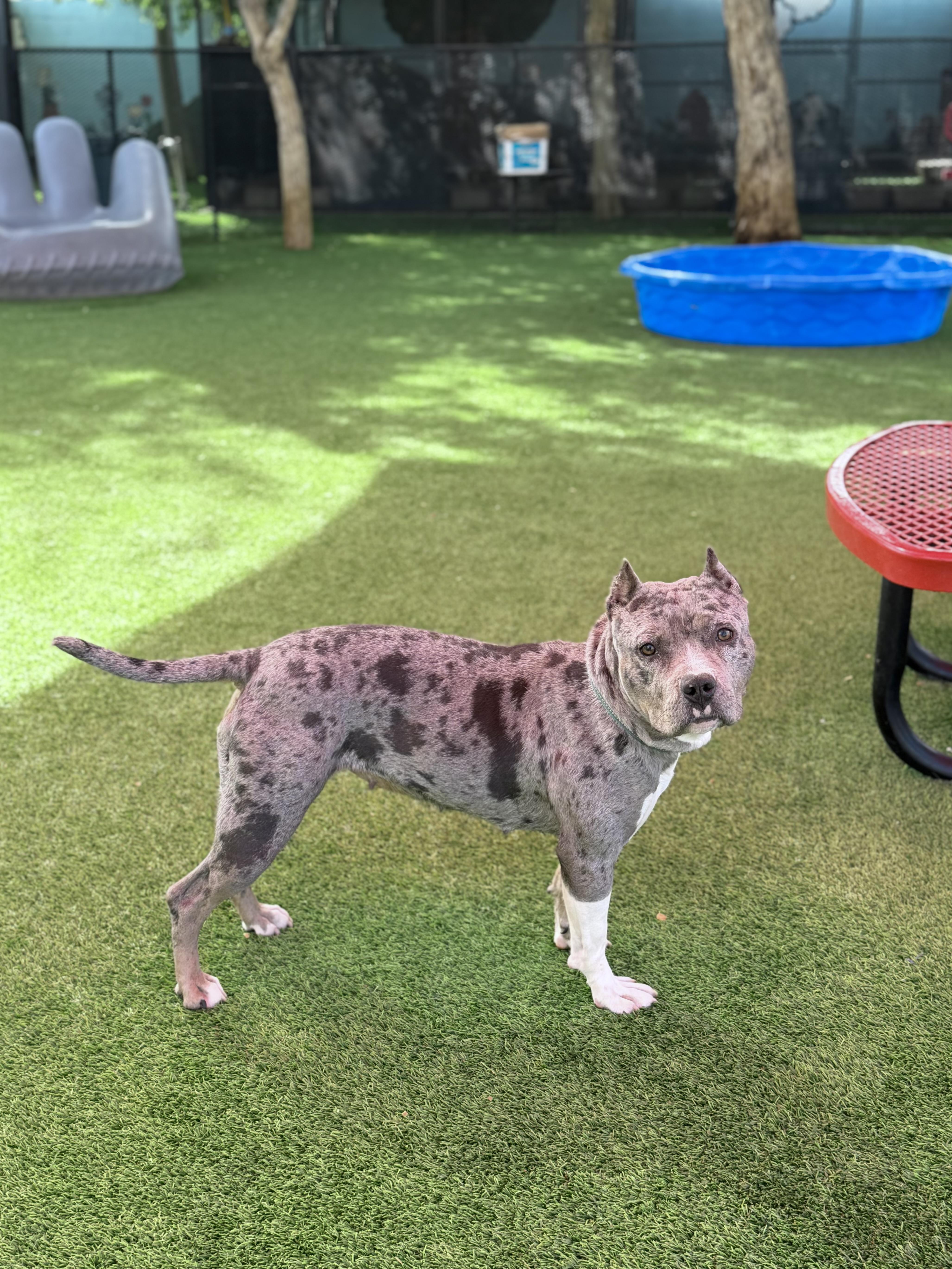 Enlarge Peyton, an adopted American Staffordshire Terrier in Glendale, AZ image 3/4