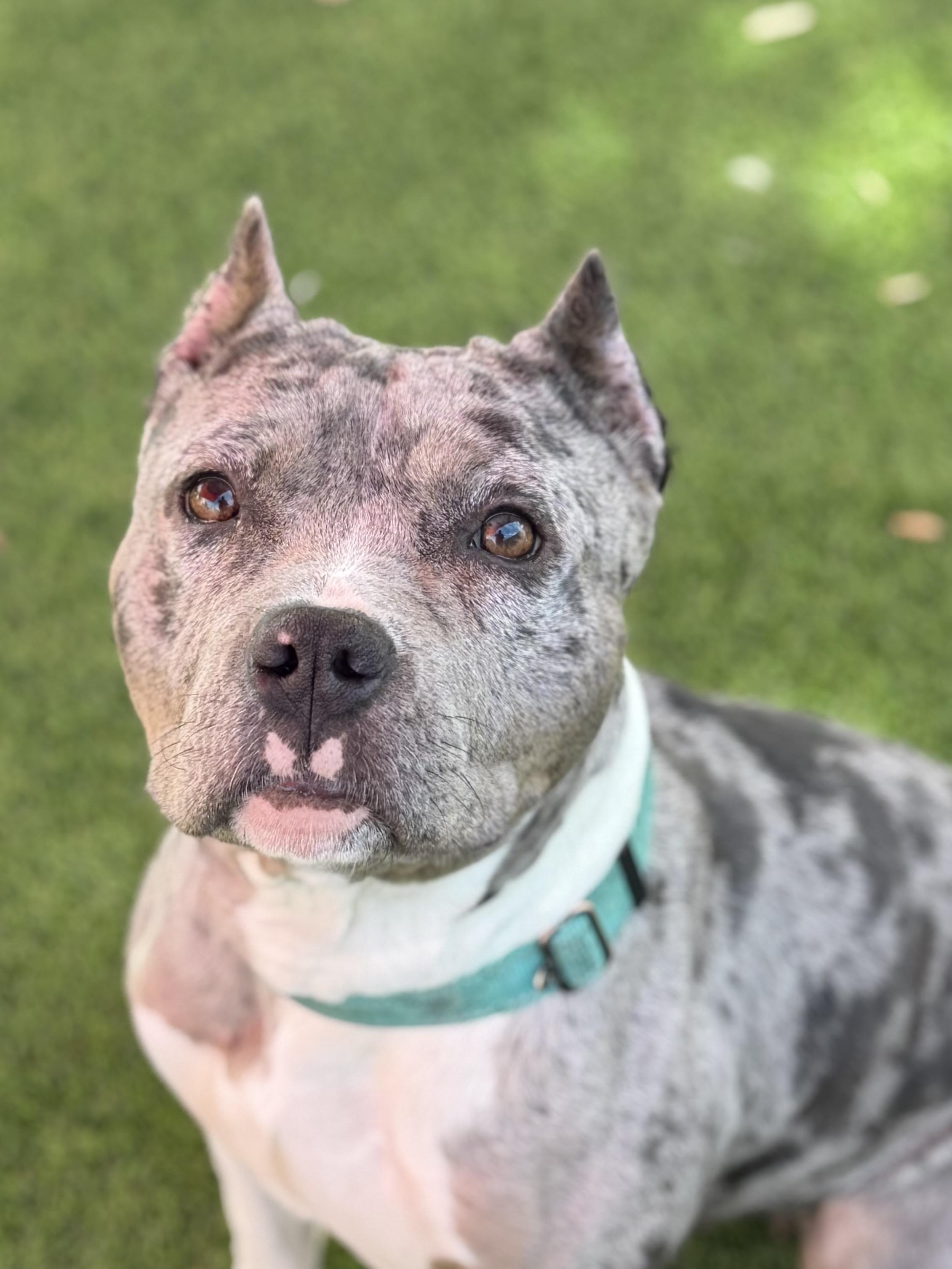 Peyton, adopted, Adult Female American Staffordshire Terrier.