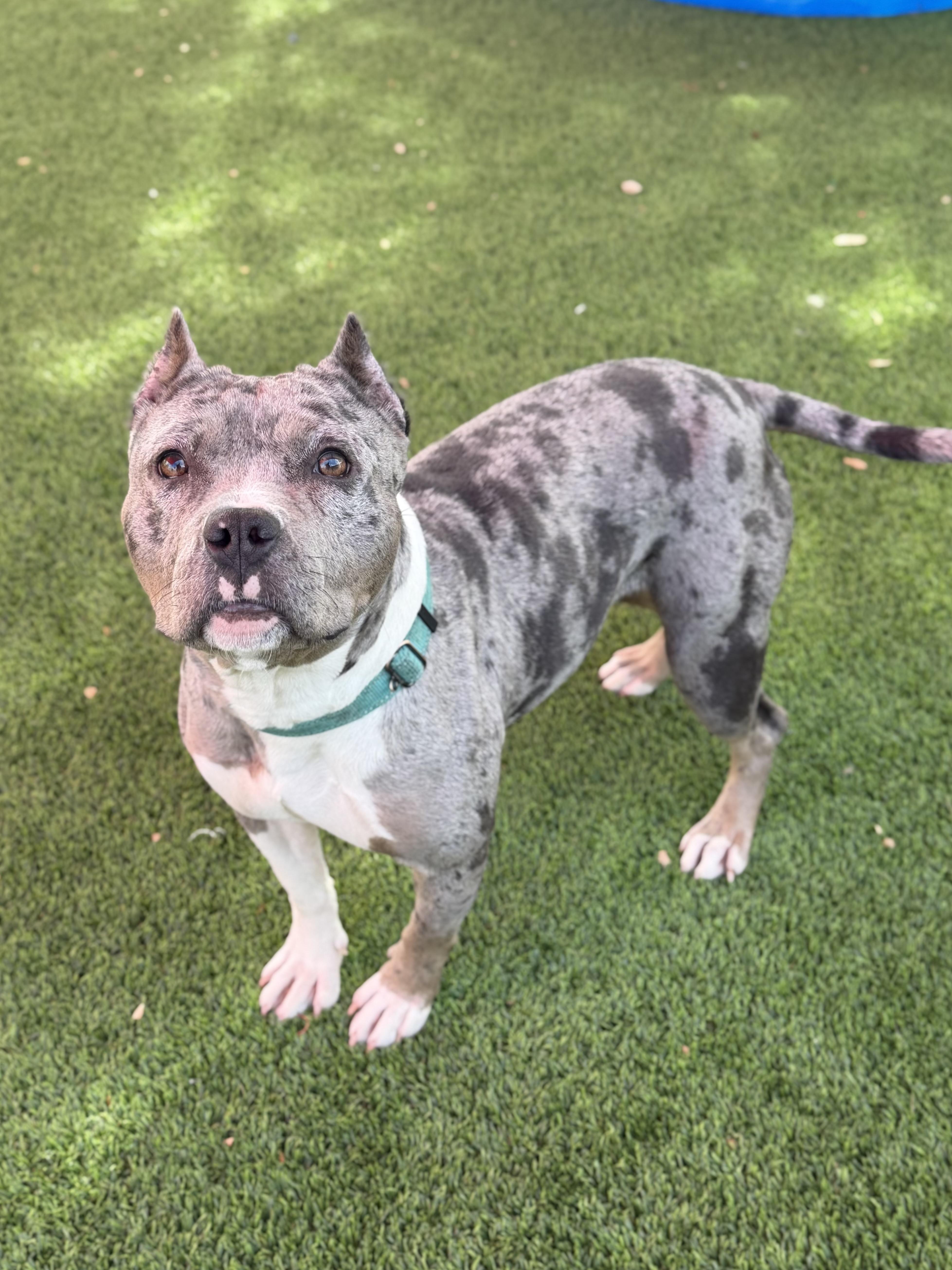 Enlarge Peyton, an adopted American Staffordshire Terrier in Glendale, AZ image 4/4