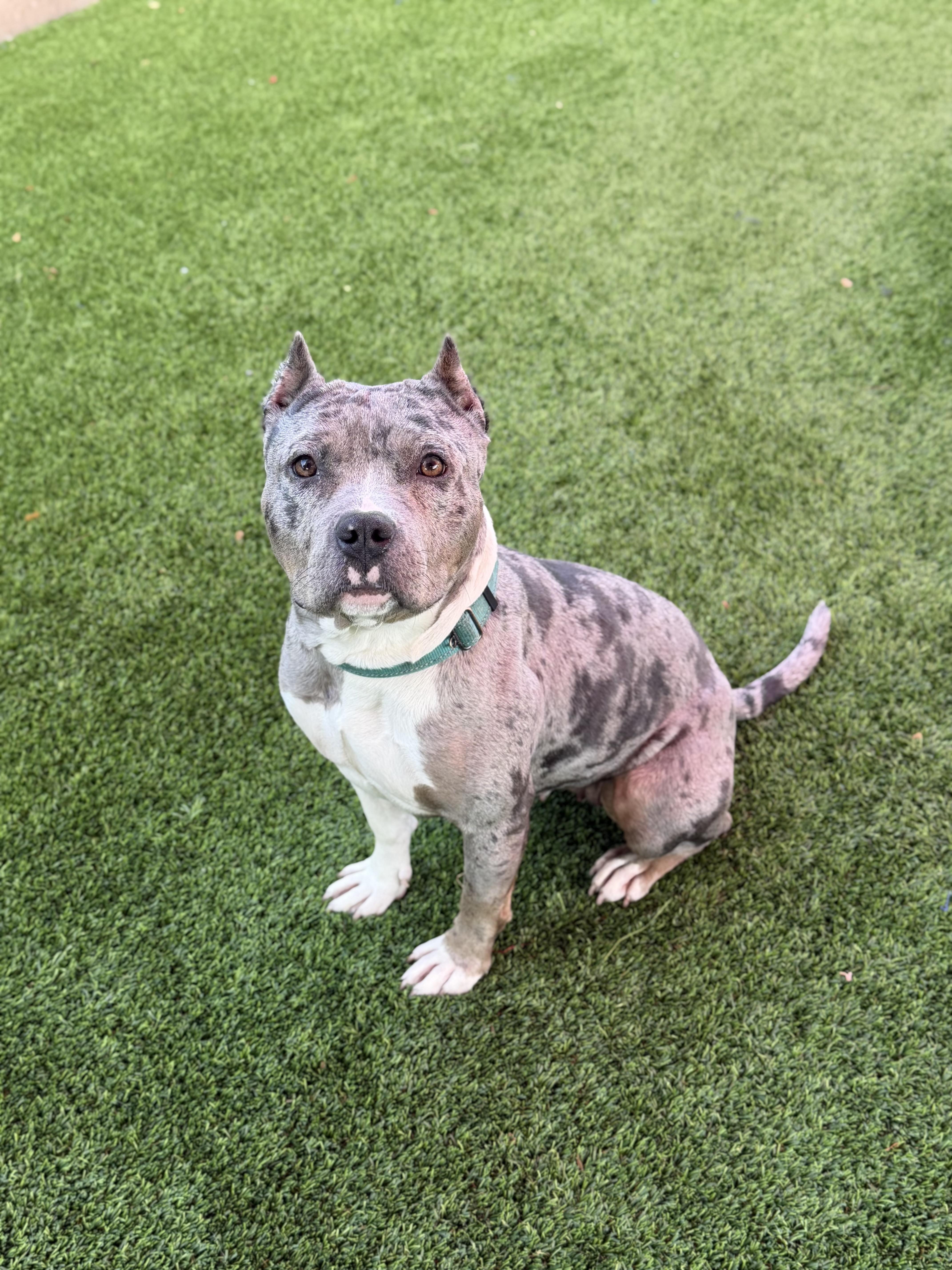 Enlarge Peyton, an adopted American Staffordshire Terrier in Glendale, AZ image 2/4