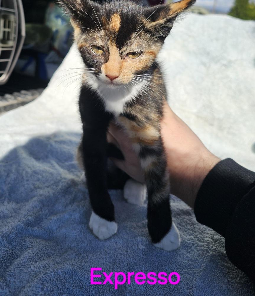 Expresso, Adoptable, Kitten Female Domestic Short Hair.