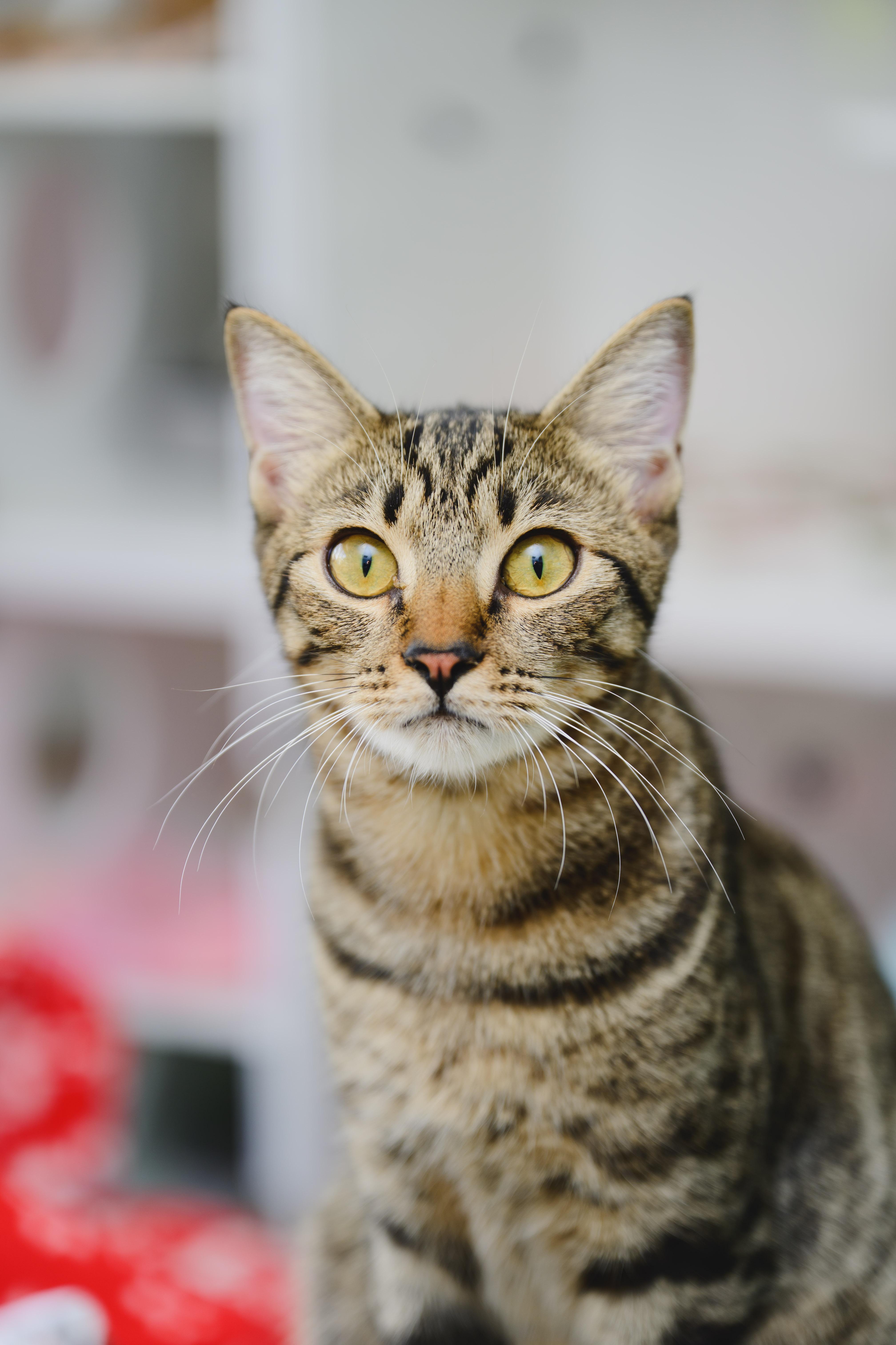 Athena, Adoptable, Young Female Domestic Short Hair.