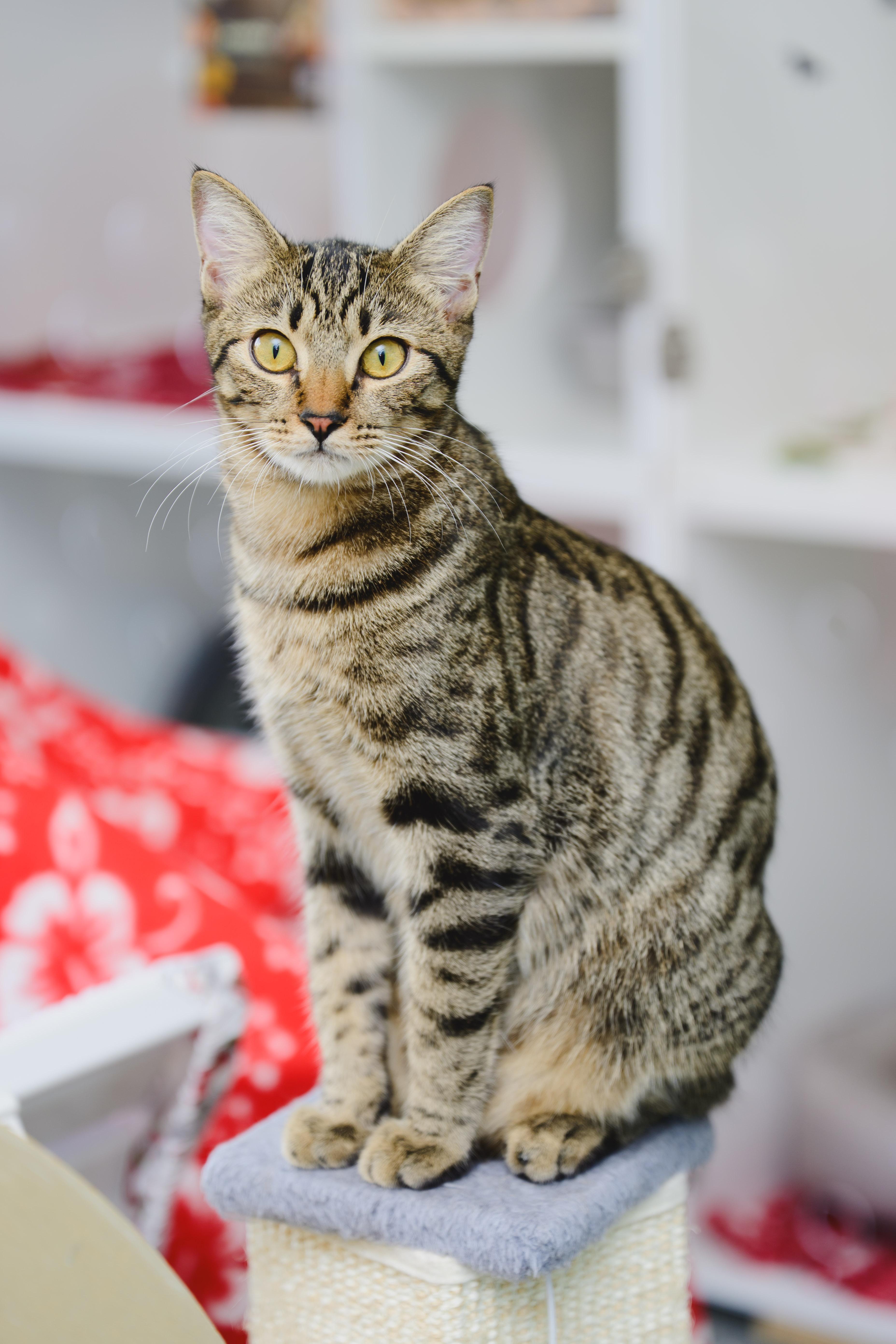 Enlarge Athena, a Adoptable Domestic Short Hair in Honolulu, HI image 2/6