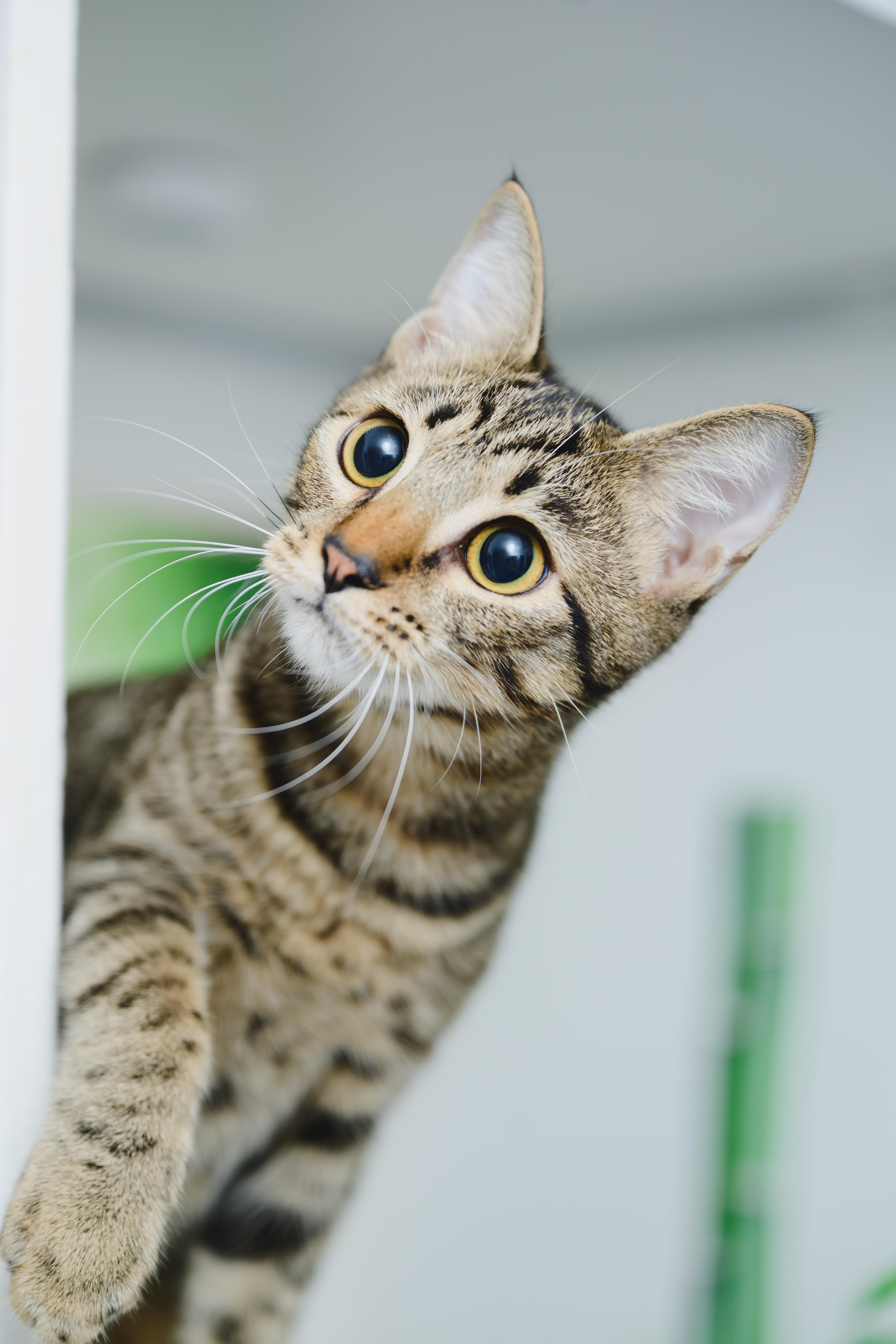 Enlarge Athena, a Adoptable Domestic Short Hair in Honolulu, HI image 4/6