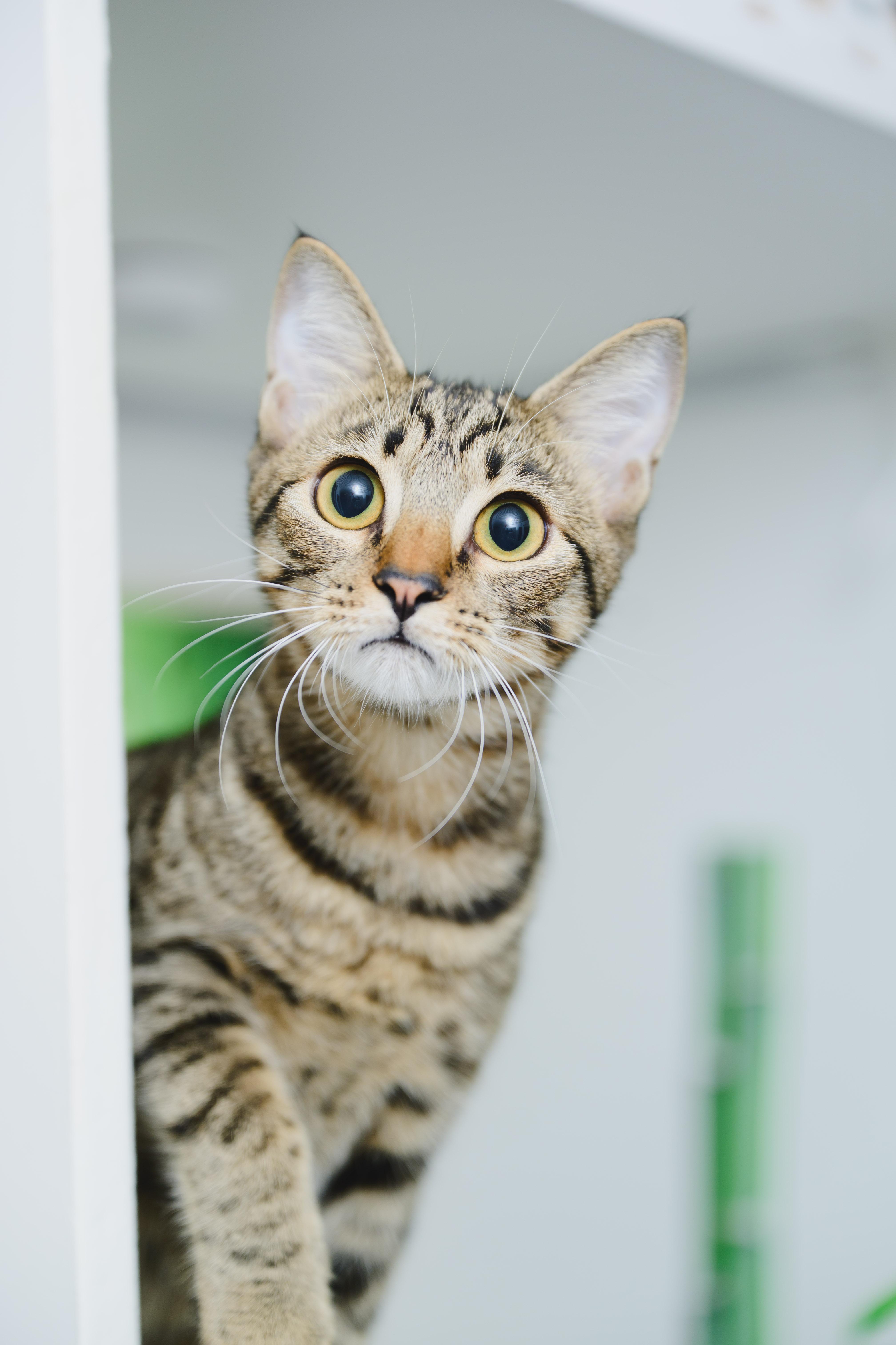 Enlarge Athena, a Adoptable Domestic Short Hair in Honolulu, HI image 5/6