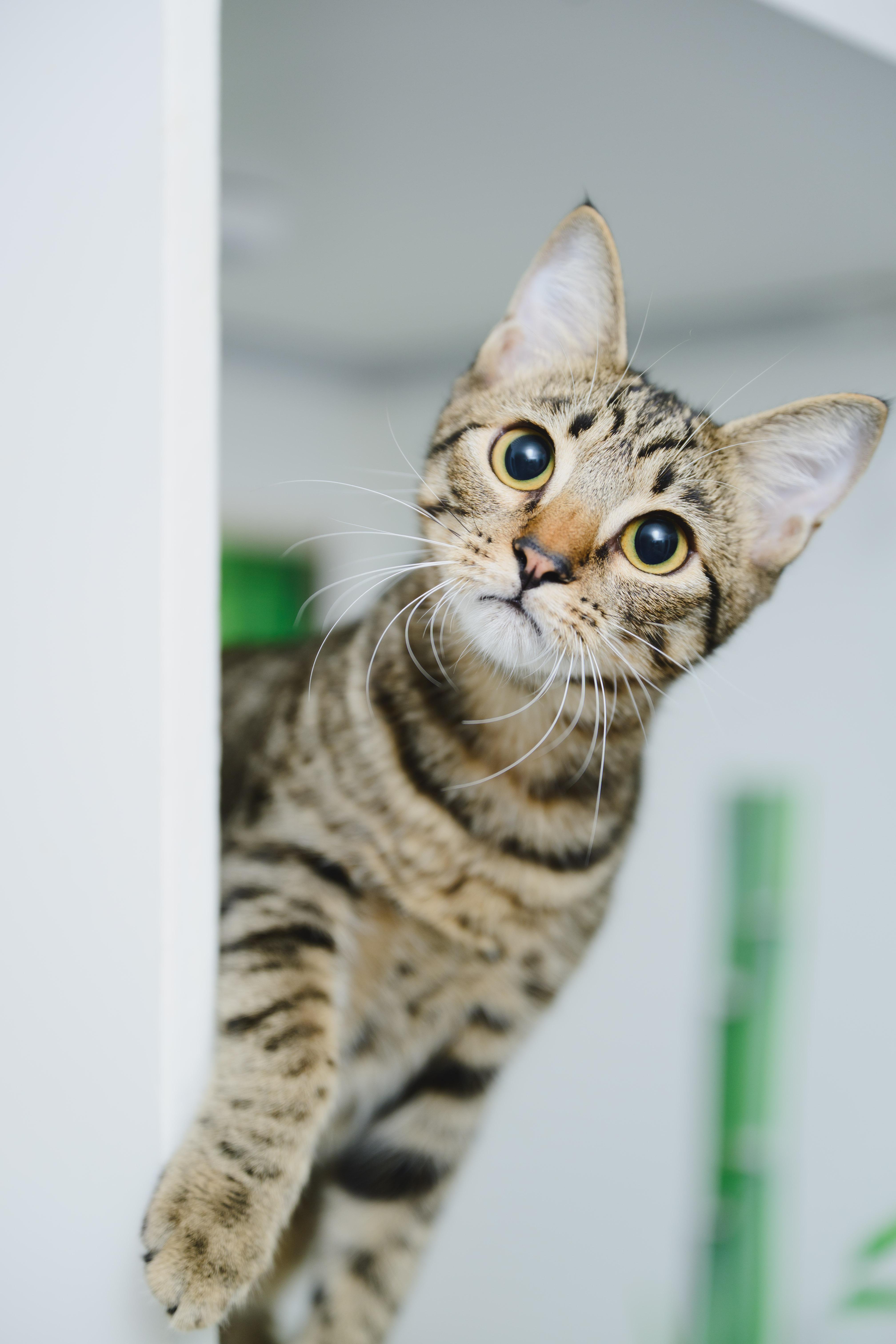 Enlarge Athena, a Adoptable Domestic Short Hair in Honolulu, HI image 6/6