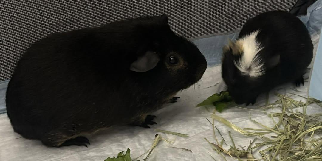 Mango Macho Man Randy Savage and Gizmo, Adoptable, Young Male Guinea Pig.