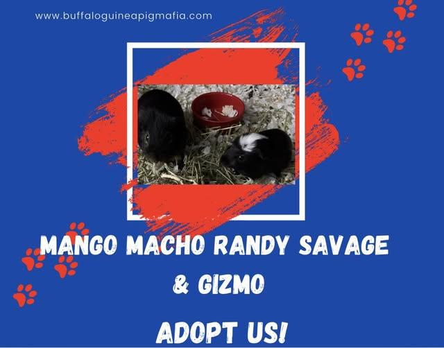Mango Macho Man Randy Savage and Gizmo, a Adoptable Guinea Pig in Amherst, NY image 2/3