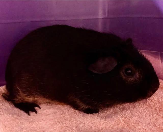 Mango Macho Man Randy Savage and Gizmo, a Adoptable Guinea Pig in Amherst, NY image 3/3