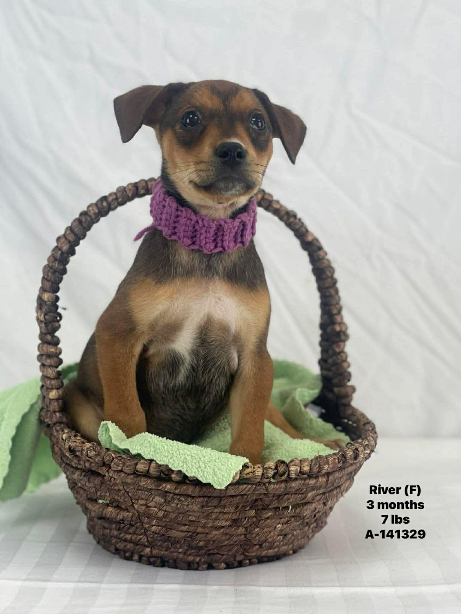 River the mixed breed puppy, Adoptable, Puppy Female Chihuahua & Miniature Pinscher.