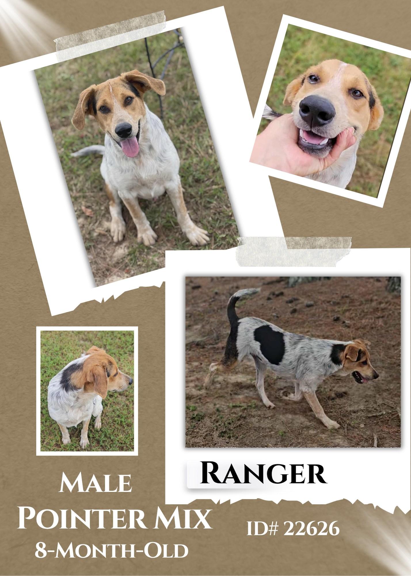 Ranger, Adoptable, Young Male Mixed Breed.