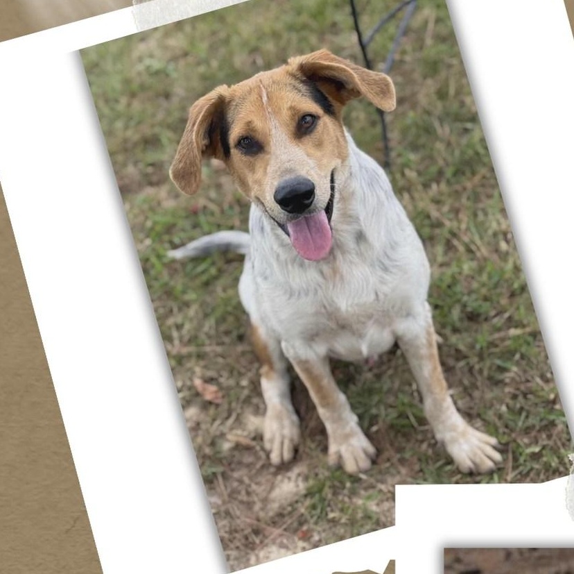 Enlarge Ranger, a Adoptable Mixed Breed in Leesburg, GA image 2/2