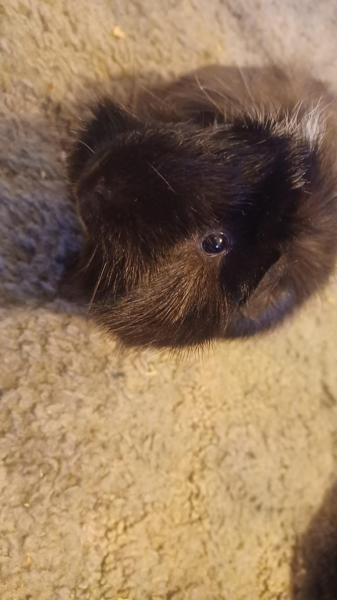 Enlarge Abu, a Adoptable Guinea Pig in Pocatello, ID image 2/3