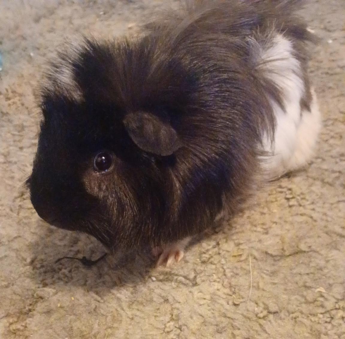 Enlarge Abu, a Adoptable Guinea Pig in Pocatello, ID image 3/3