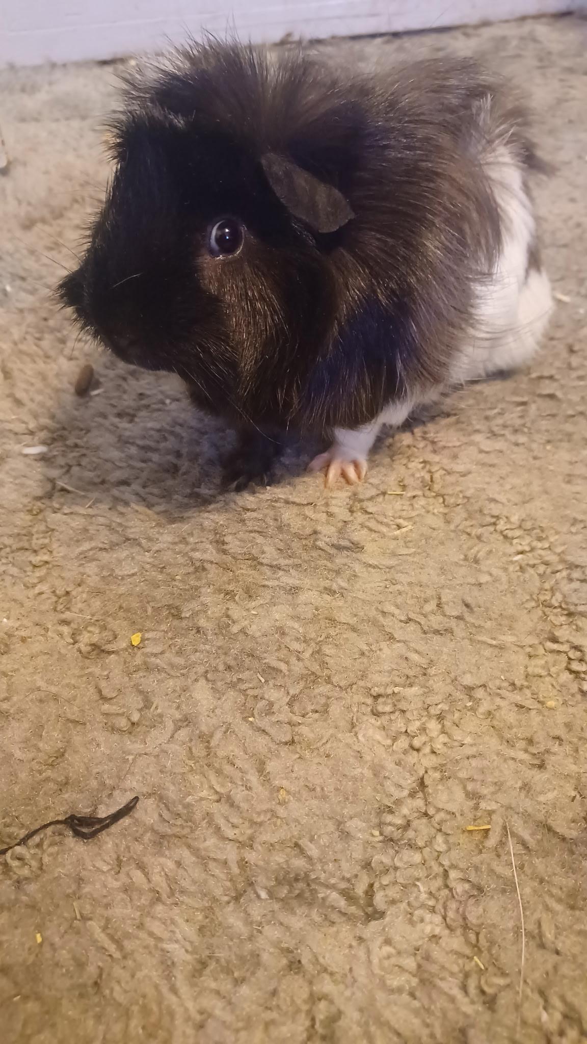 Abu, Adoptable, Adult Male Guinea Pig.
