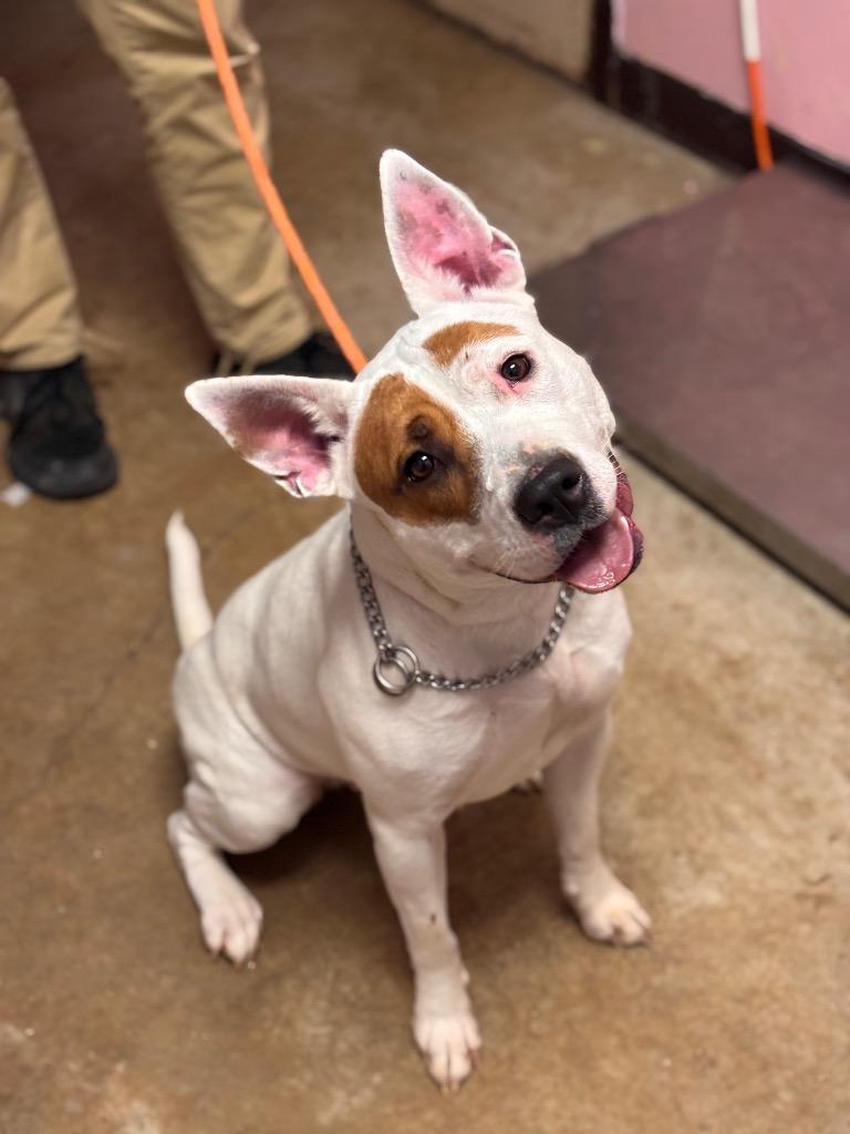 Lola (Duchess), Adoptable, Adult Female American Staffordshire Terrier.