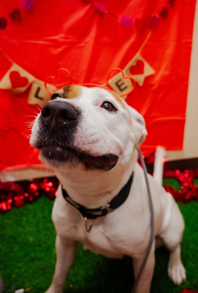 Enlarge Lola (Duchess), a Adoptable American Staffordshire Terrier in New Braunfels, TX image 2/6