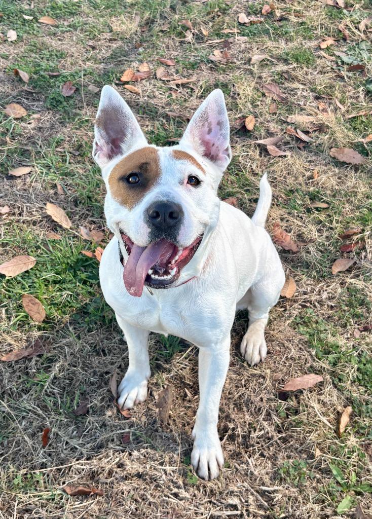 Enlarge Lola (Duchess), a Adoptable American Staffordshire Terrier in New Braunfels, TX image 3/6