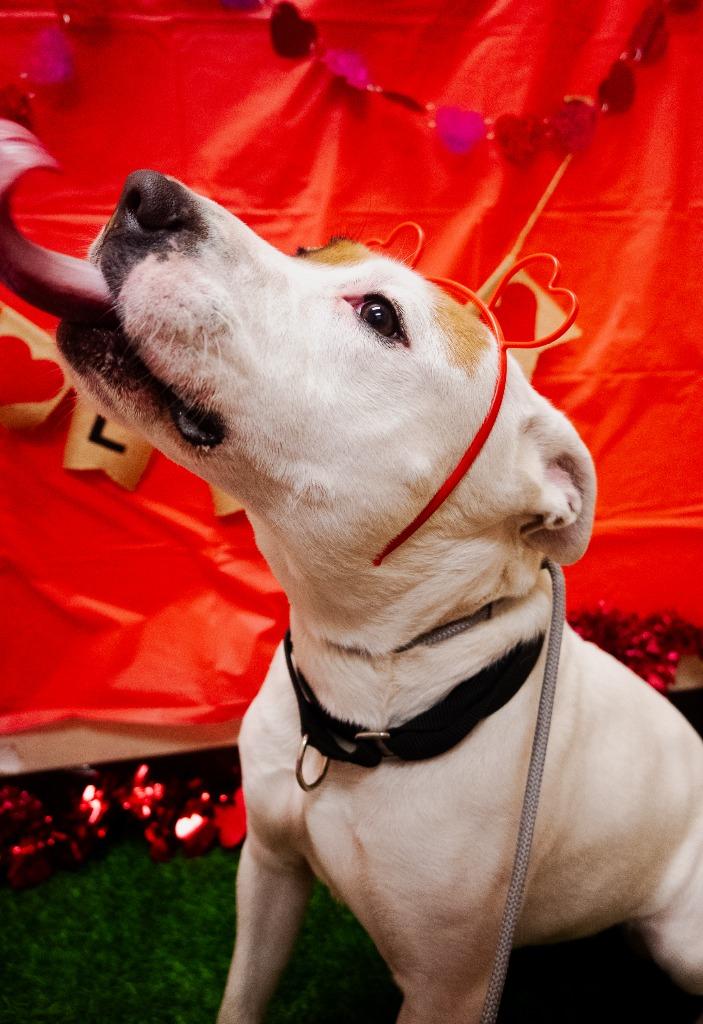 Enlarge Lola (Duchess), a Adoptable American Staffordshire Terrier in New Braunfels, TX image 4/6