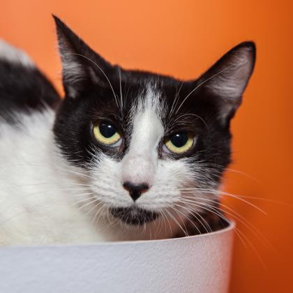 Cookie, a Adoptable mixed breed in Los Angeles, CA image 1/3
