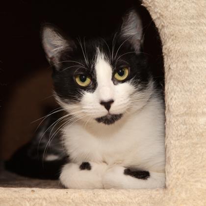 Cookie, a Adoptable mixed breed in Los Angeles, CA image 2/3
