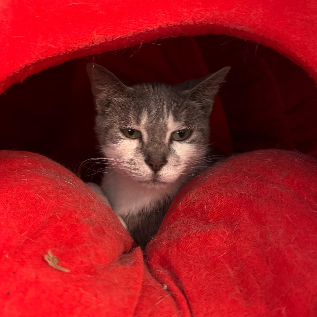 Enlarge Violet Bridgerton, a Adoptable Domestic Short Hair in South Haven, MI image 1/3