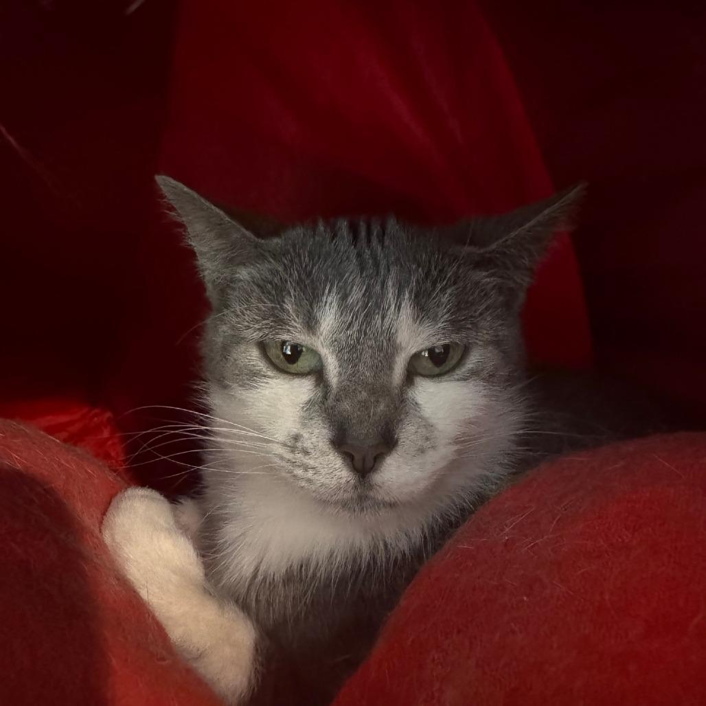 Enlarge Violet Bridgerton, a Adoptable Domestic Short Hair in South Haven, MI image 2/3
