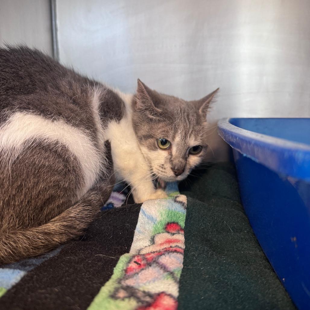 Enlarge Violet Bridgerton, a Adoptable Domestic Short Hair in South Haven, MI image 3/3