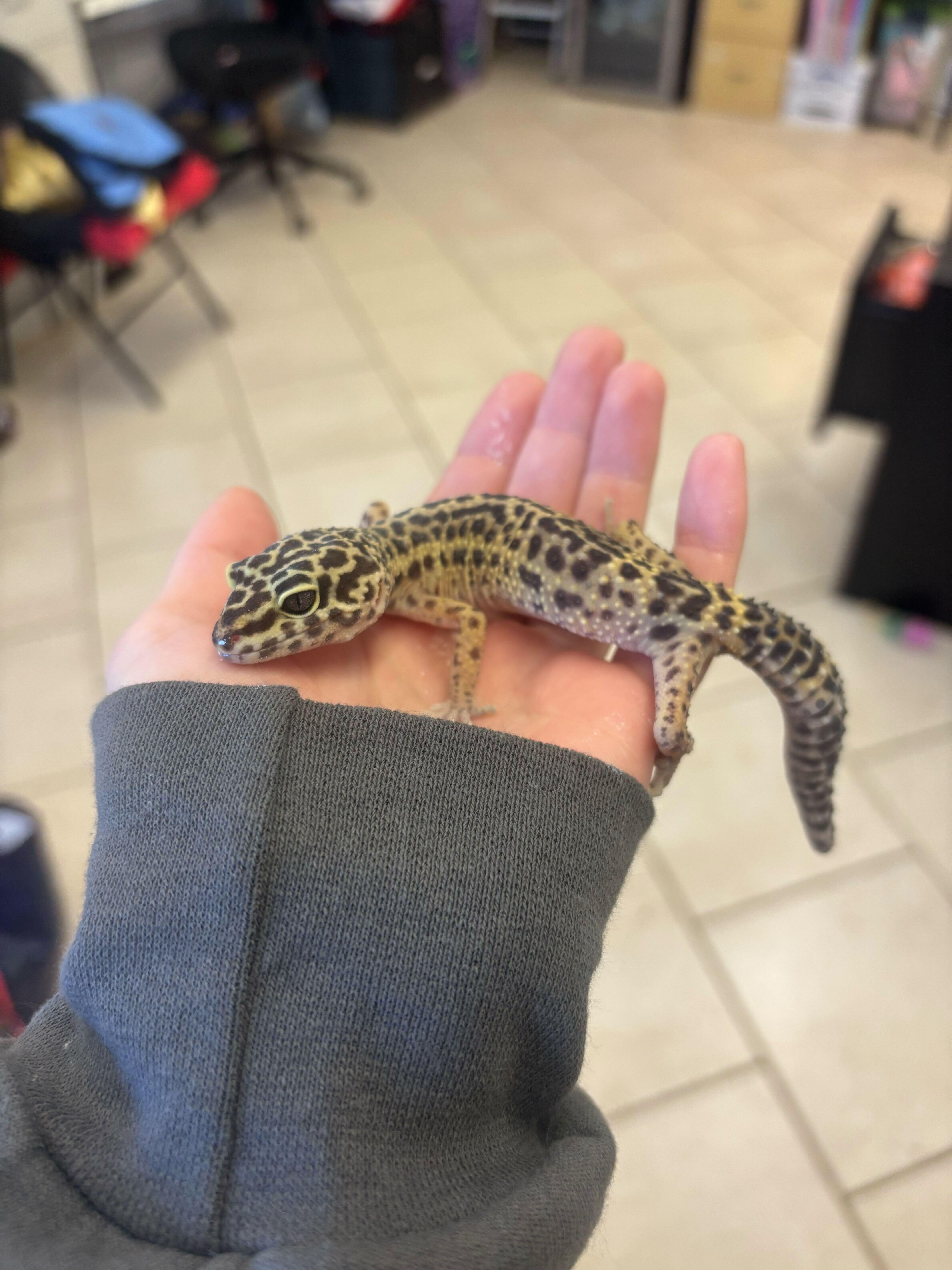 Enlarge Toxel, a ADOPTABLE Gecko in Manchester, NH image 1/2