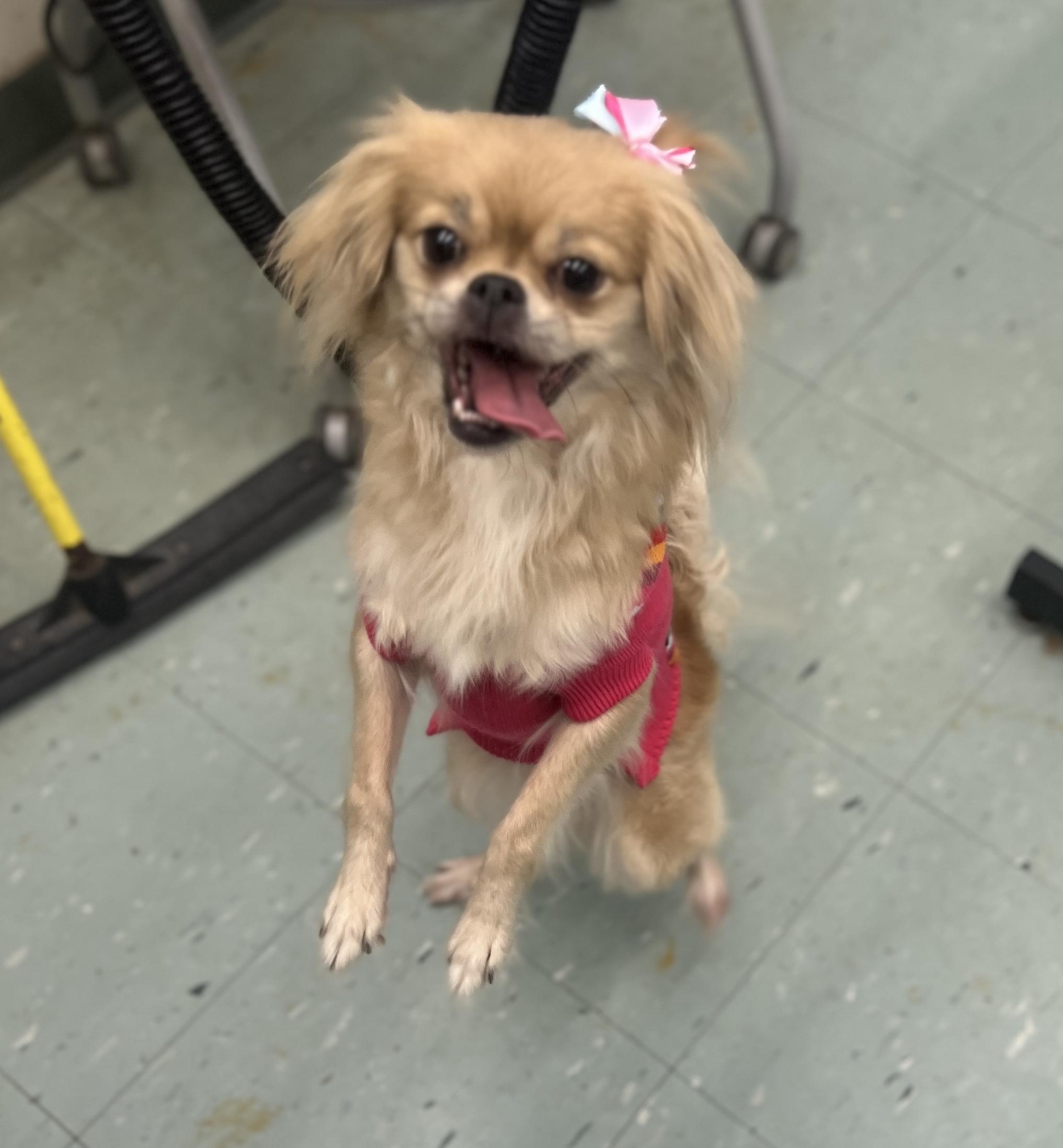 Peanut, a Adopted mixed breed in Newington, CT image 2/2