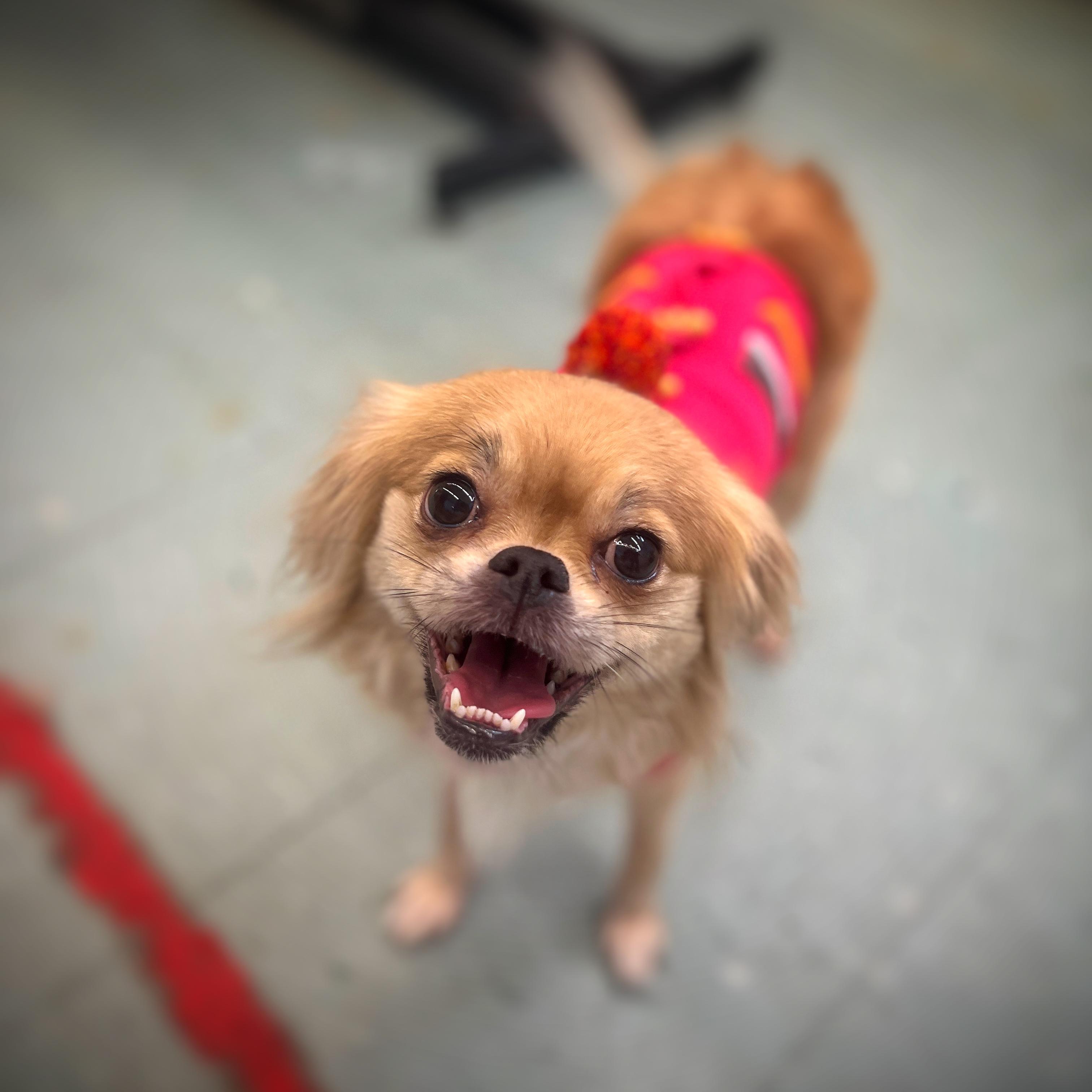 Peanut, a Adopted mixed breed in Newington, CT image 1/2