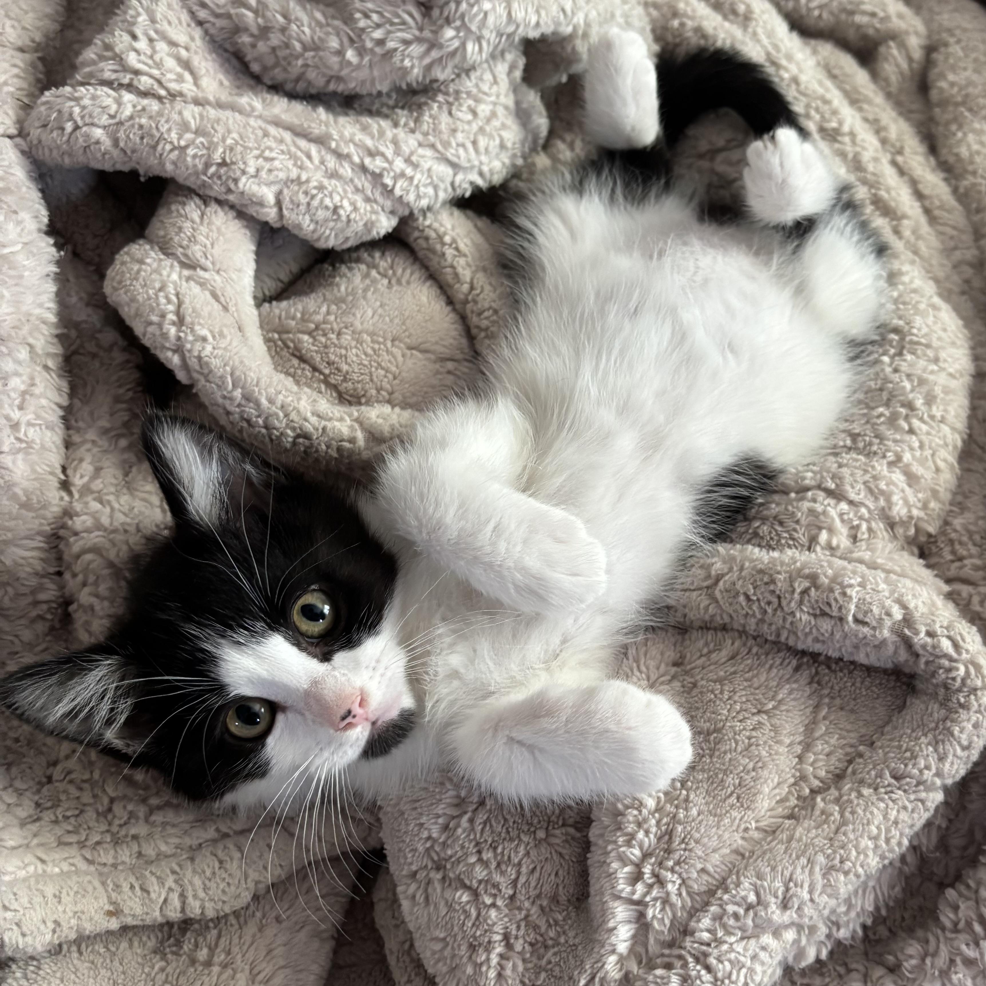 Enlarge Missy, a ADOPTABLE Domestic Medium Hair in Bonney Lake, WA image 5/6