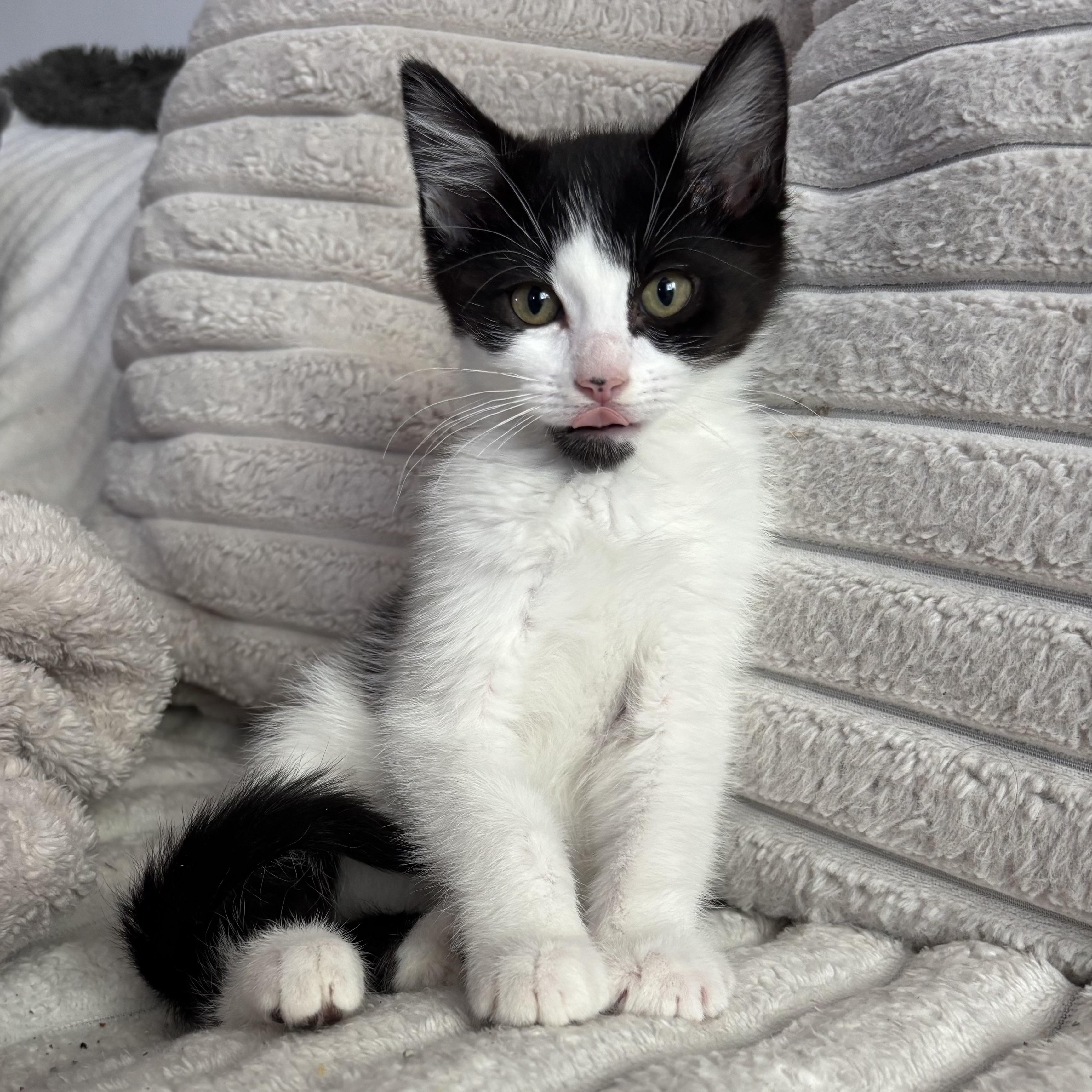 Missy, ADOPTABLE, Kitten Female Domestic Medium Hair.