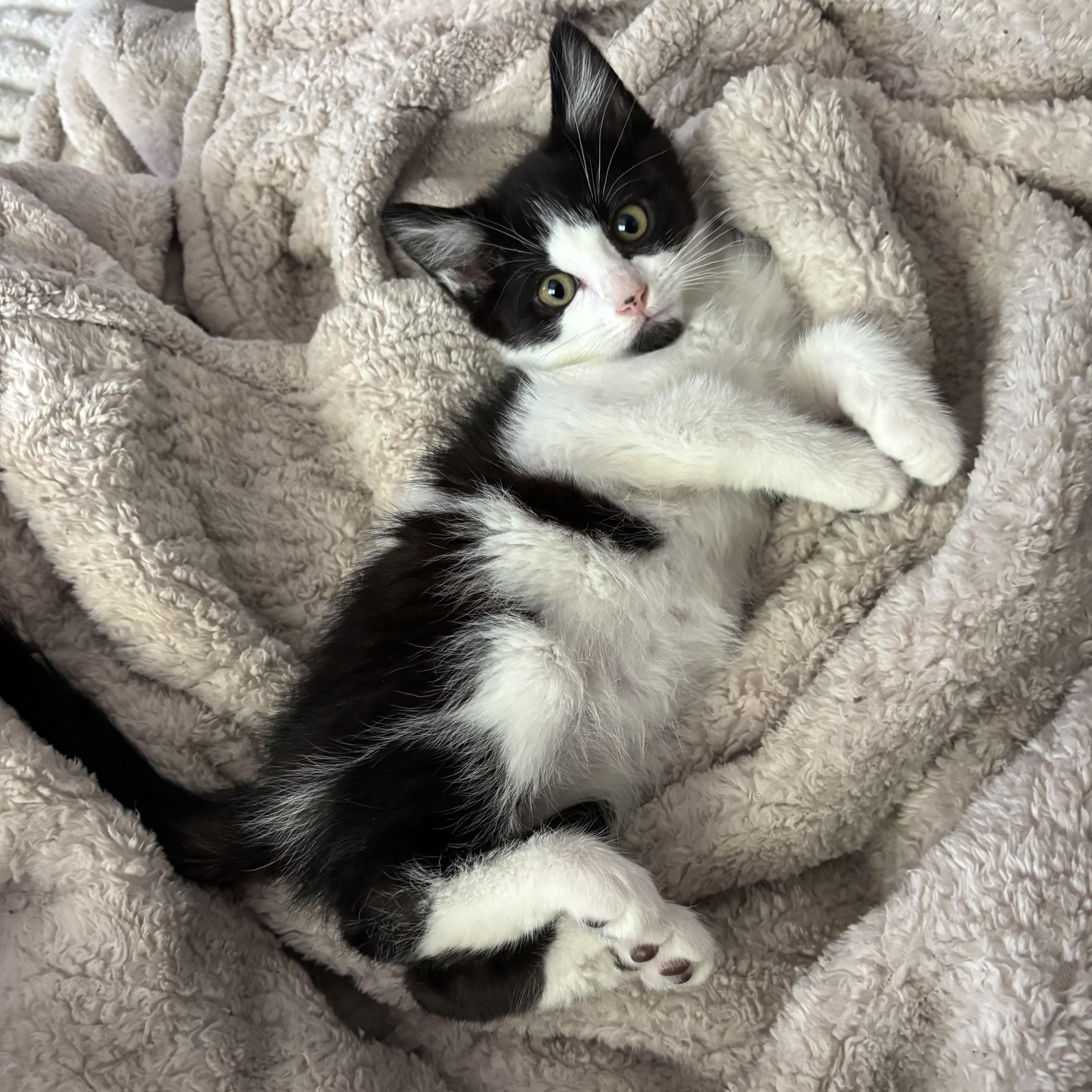 Enlarge Missy, a ADOPTABLE Domestic Medium Hair in Bonney Lake, WA image 6/6