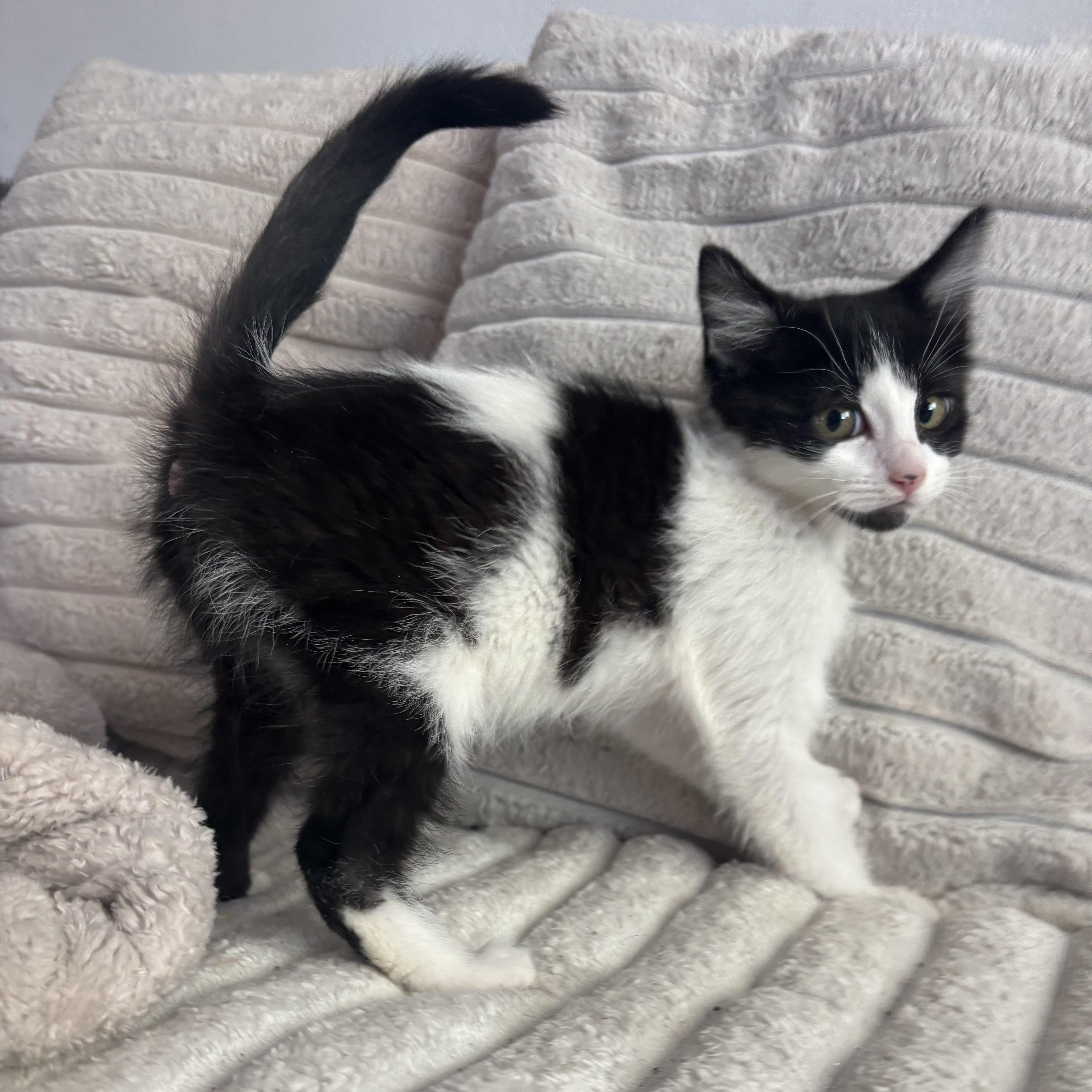 Enlarge Missy, a ADOPTABLE Domestic Medium Hair in Bonney Lake, WA image 3/6