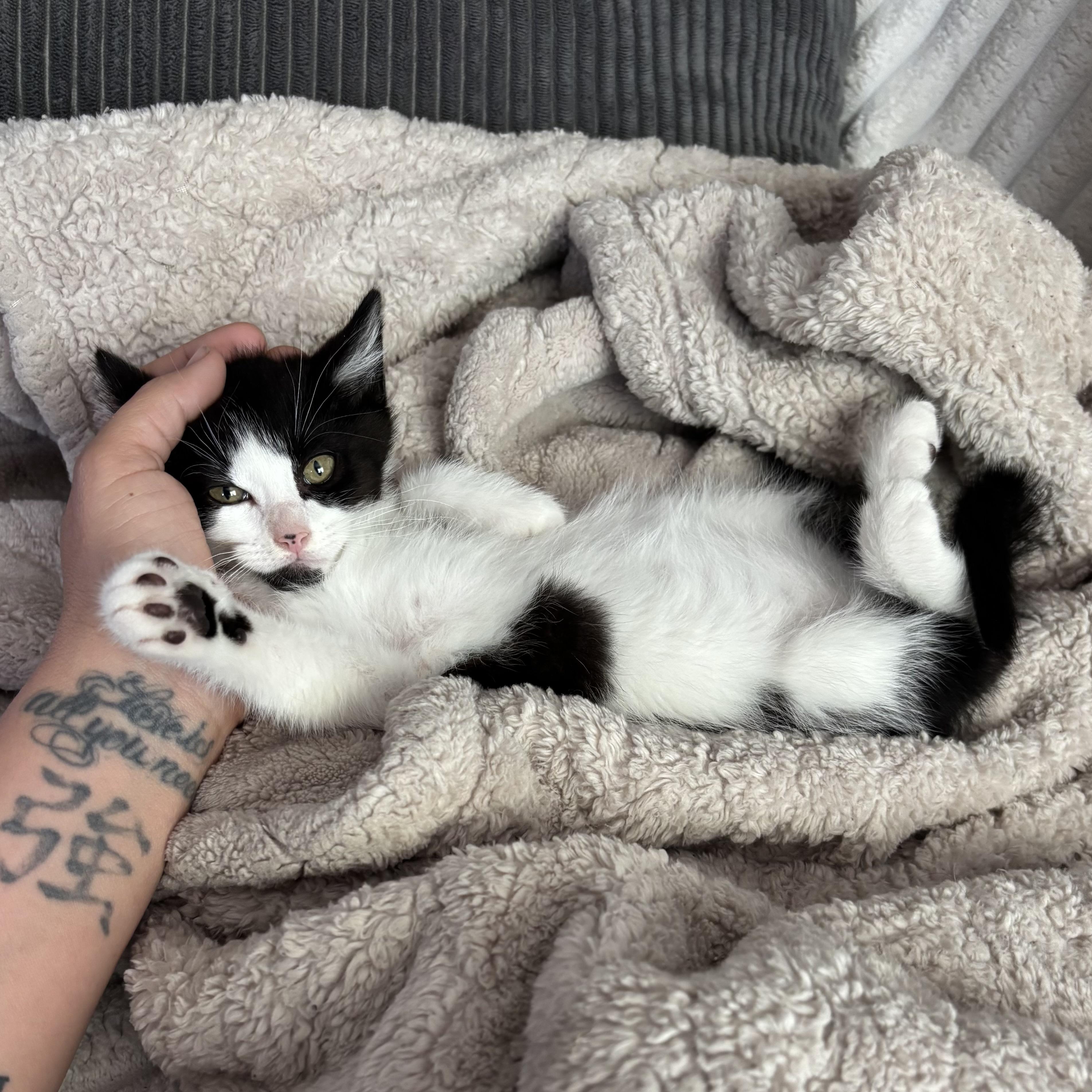 Enlarge Missy, a ADOPTABLE Domestic Medium Hair in Bonney Lake, WA image 2/6
