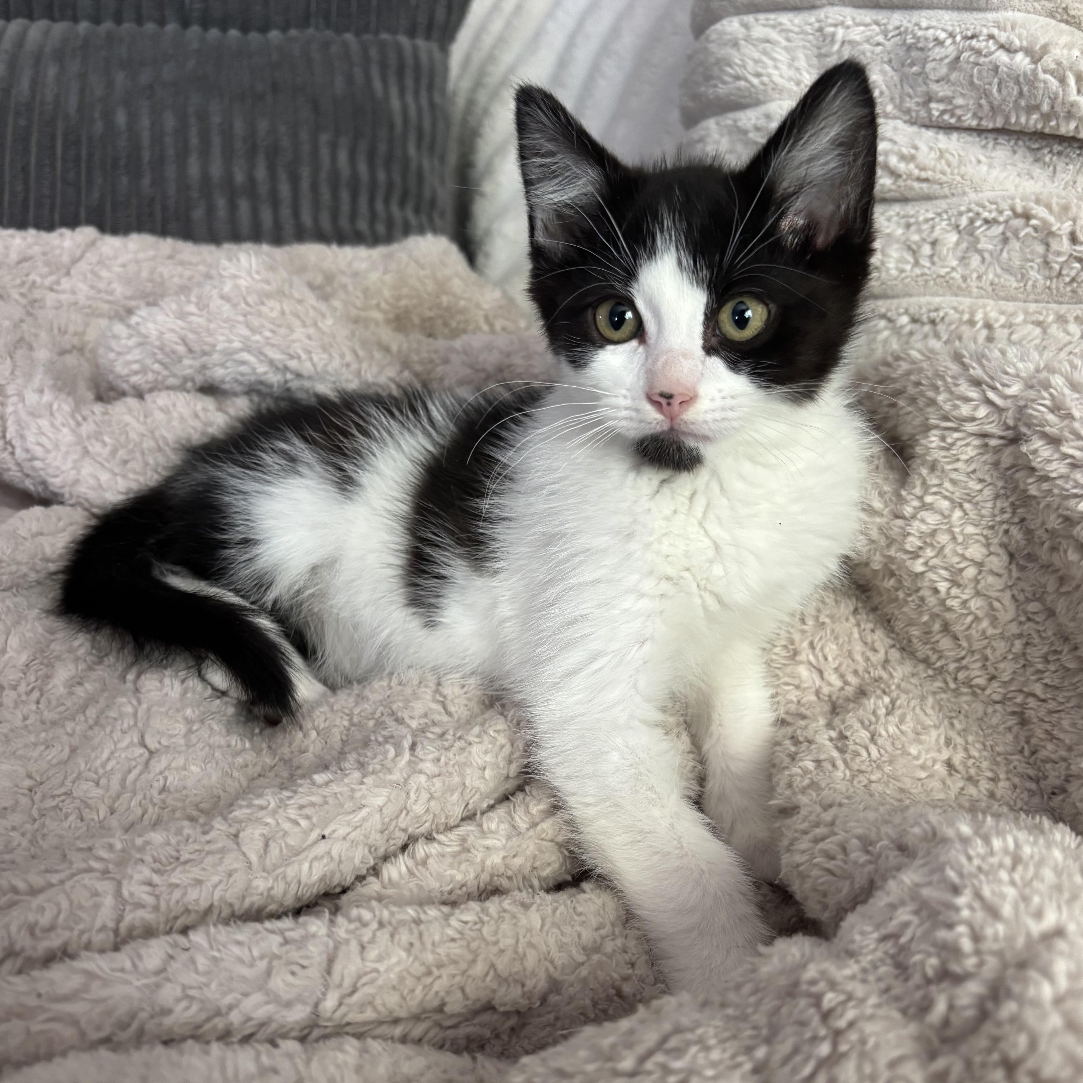 Enlarge Missy, a ADOPTABLE Domestic Medium Hair in Bonney Lake, WA image 4/6