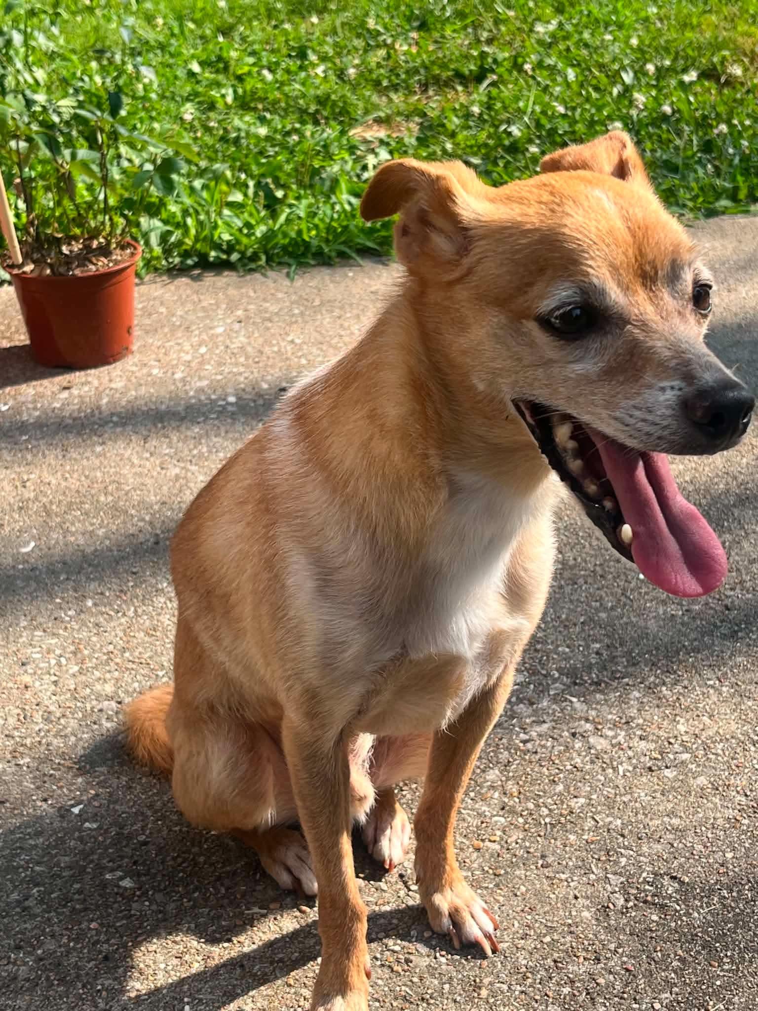 Mickey, a ADOPTABLE Chihuahua in Columbia, MO image 3/4
