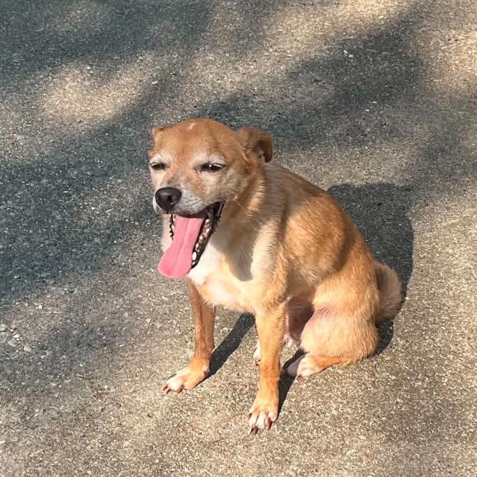 Mickey, ADOPTABLE, Senior Male Chihuahua.