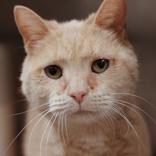 Enlarge Allie, a ADOPTABLE Domestic Short Hair in Hilliard, OH image 1/1