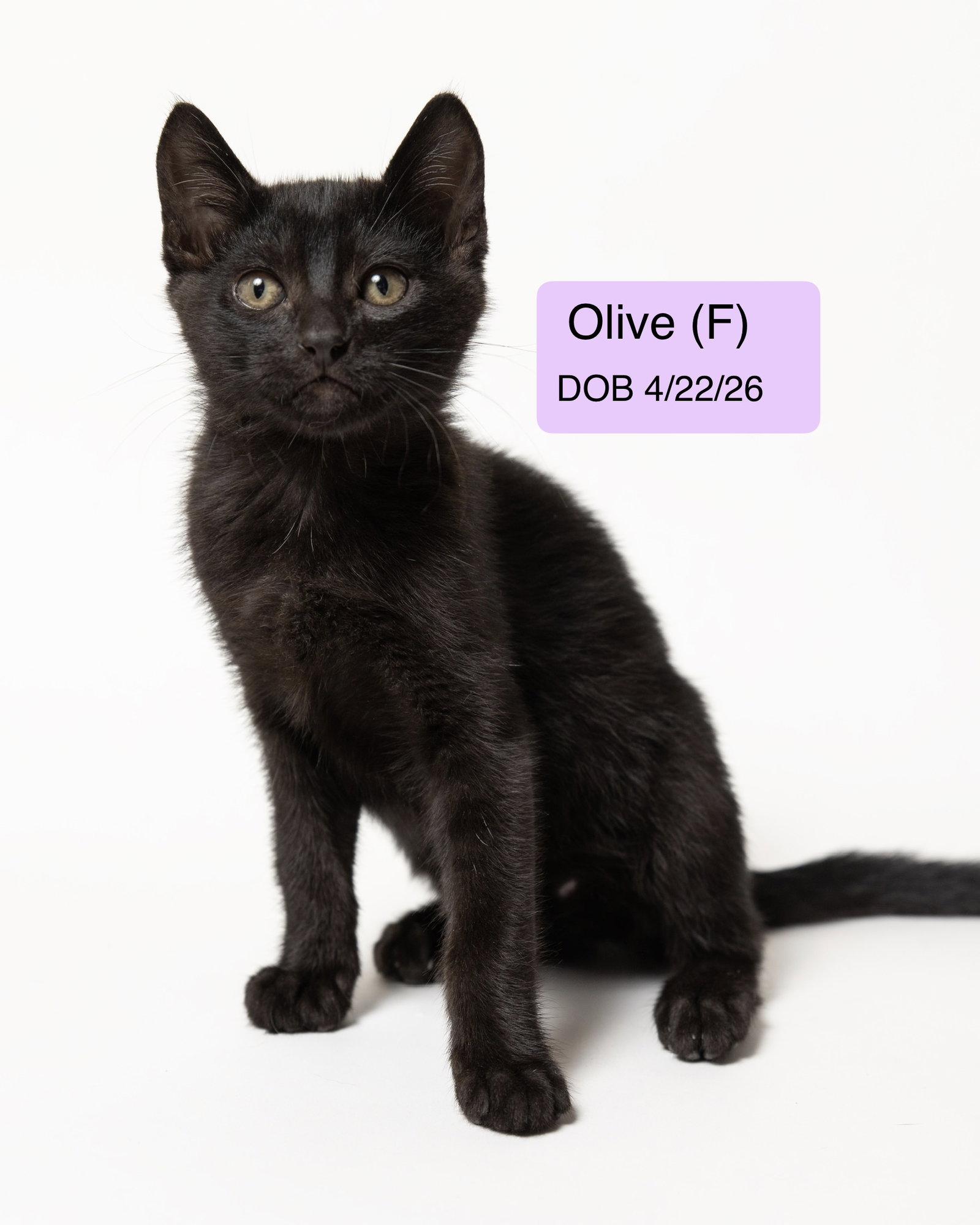 Olive, Adopted, Kitten Female Domestic Short Hair.