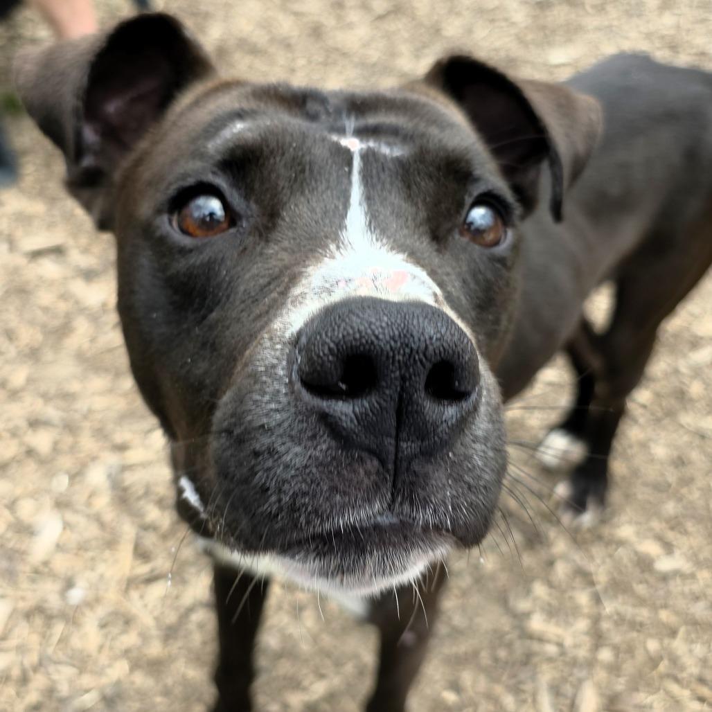 Enlarge Walter, a Adoptable Pit Bull Terrier in Michigan City, IN image 2/6