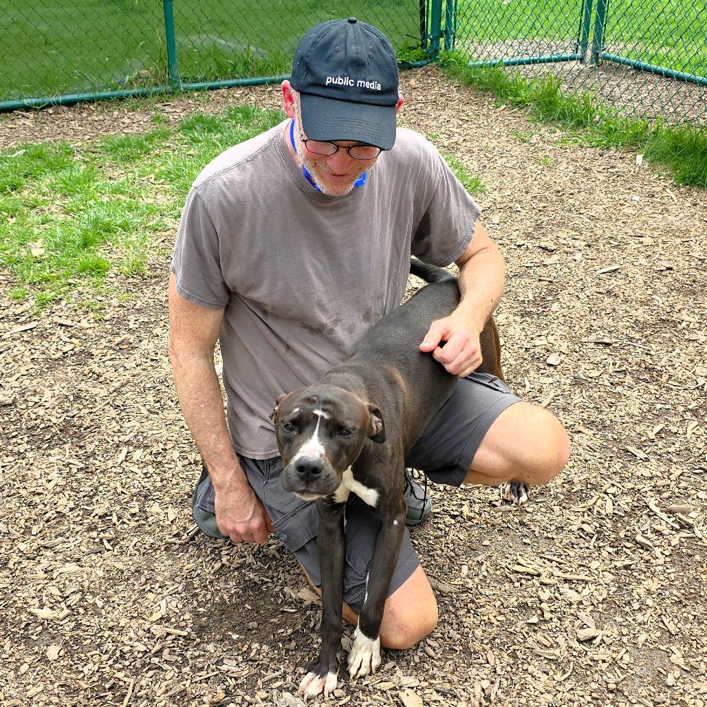 Enlarge Walter, a Adoptable Pit Bull Terrier in Michigan City, IN image 3/6