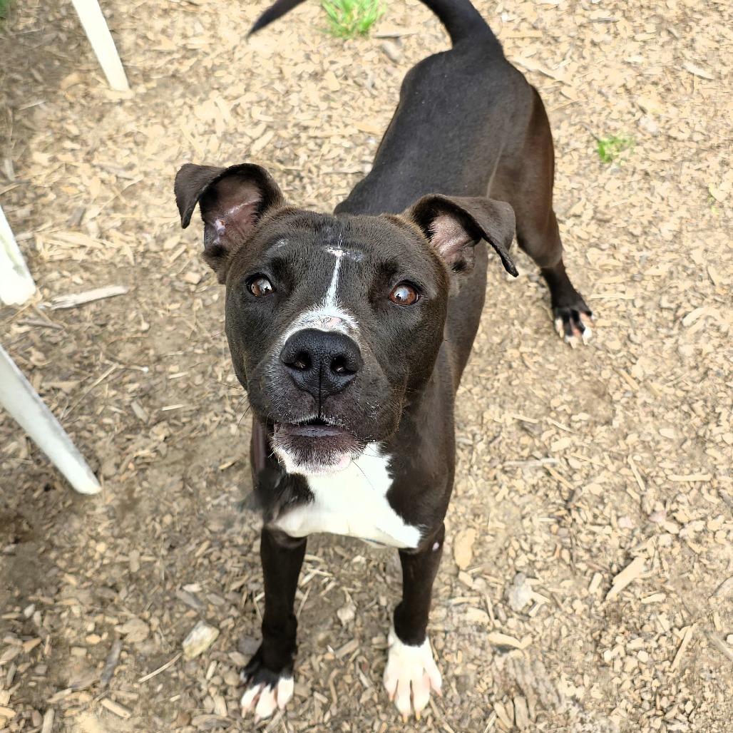 Enlarge Walter, a Adoptable Pit Bull Terrier in Michigan City, IN image 5/6