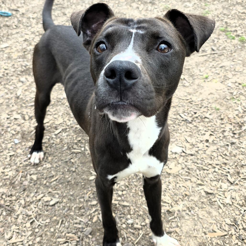 Enlarge Walter, a Adoptable Pit Bull Terrier in Michigan City, IN image 6/6